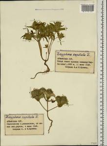 Ziziphora capitata L., Caucasus, Armenia (K5) (Armenia)