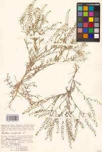 Lepidium ruderale L., Eastern Europe, Lower Volga region (E9) (Russia)