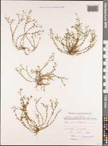 Arenaria serpyllifolia L., Caucasus, Black Sea Shore (from Novorossiysk to Adler) (K3) (Russia)