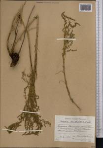 Caroxylon dendroides (Pall.) Tzvelev, Middle Asia, Western Tian Shan & Karatau (M3) (Kyrgyzstan)