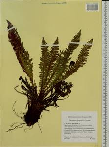 Dryopteris fragrans (L.) Schott, Siberia, Baikal & Transbaikal region (S4) (Russia)