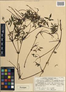 Clematis sibirica (L.) Mill., Siberia, Altai & Sayany Mountains (S2) (Russia)