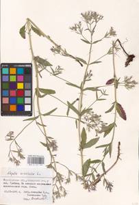 MHA 0 155 729, Nepeta ucranica L., Eastern Europe, Eastern region (E10) (Russia)