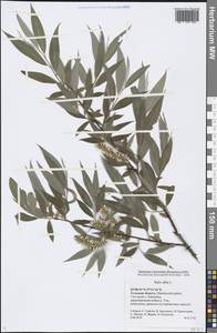 Salix alba L., Eastern Europe, Central region (E4) (Russia)