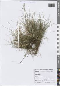 Carex loliacea L., Siberia, Central Siberia (S3) (Russia)