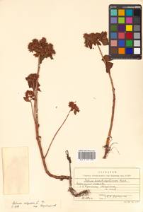 Phedimus aizoon (L.) 't Hart, Siberia, Russian Far East (S6) (Russia)