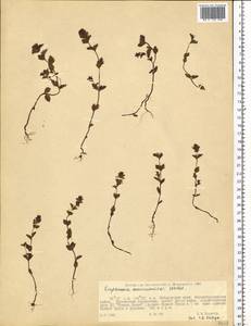 Euphrasia maximowiczii Wettst. ex Palibin, Siberia, Russian Far East (S6) (Russia)