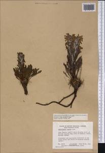 Pedicularis lanata Willd. ex Cham. & Schltdl., America (AMER) (Canada)
