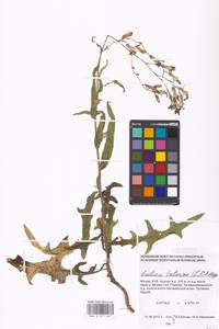 Lactuca tatarica (L.) C. A. Mey., Eastern Europe, Moscow region (E4a) (Russia)