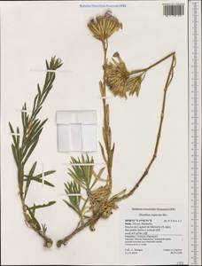 Dianthus rupicola, Western Europe (EUR) (Italy)