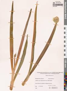 Allium fistulosum L., Siberia, Chukotka & Kamchatka (S7) (Russia)