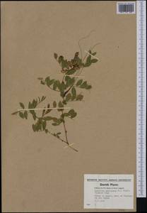 Lathyrus japonicus subsp. maritimus (L.)P.W.Ball, Western Europe (EUR) (Denmark)