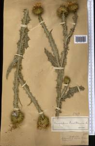 Onopordum acanthium L., Middle Asia, Dzungarian Alatau & Tarbagatai (M5) (Kazakhstan)