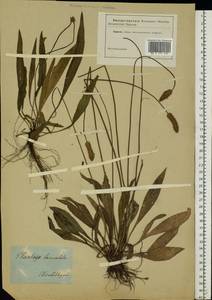 Plantago lanceolata L., Eastern Europe, South Ukrainian region (E12) (Ukraine)