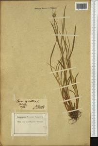 Carex sylvatica Huds., Western Europe (EUR) (Germany)