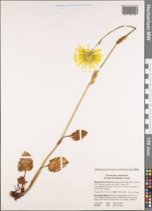 Doronicum carpaticum (Griseb. & Schenk) Nyman, Eastern Europe, Northern region (E1) (Russia)