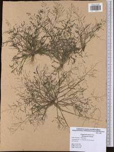 Eragrostis minor Host, Eastern Europe, Central region (E4) (Russia)