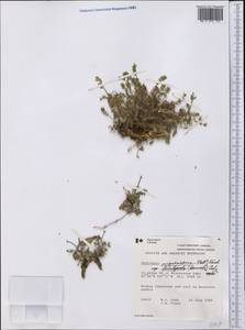 Oxytropis nigrescens (Pall.)DC., America (AMER) (Canada)
