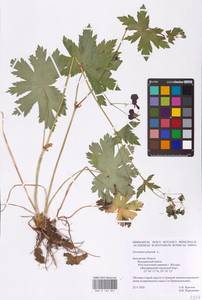 Geranium phaeum L., Eastern Europe, Central region (E4) (Russia)