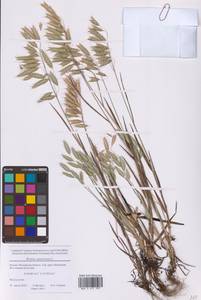 Bromus squarrosus L., Eastern Europe, Moscow region (E4a) (Russia)
