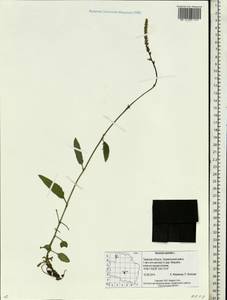 Veronica spicata L., Eastern Europe, North-Western region (E2) (Russia)