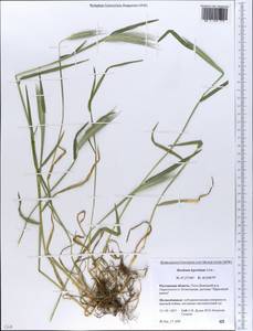 Hordeum murinum subsp. leporinum (Link) Arcang., Eastern Europe, Rostov Oblast (E12a) (Russia)
