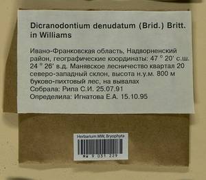 Dicranodontium denudatum (Brid.) E. Britton, Bryophytes, Bryophytes - Ukraine & Moldova (B3) (Ukraine)