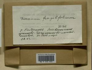 Dicranum fragilifolium Lindb., Bryophytes, Bryophytes - Baikal & Transbaikal regions (B18) (Russia)