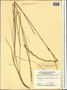 Thinopyrum elongatum (Host) D.R.Dewey, Caucasus, Black Sea Shore (from Novorossiysk to Adler) (K3) (Russia)