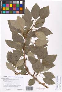 Populus ×moscoviensis Schröd., Eastern Europe, Central region (E4) (Russia)