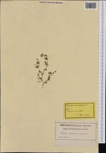 Polycarpon tetraphyllum, Western Europe (EUR) (Switzerland)