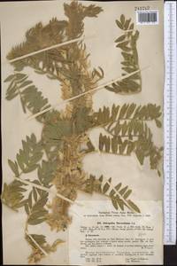 Astragalus sieversianus Pall., Middle Asia, Western Tian Shan & Karatau (M3)