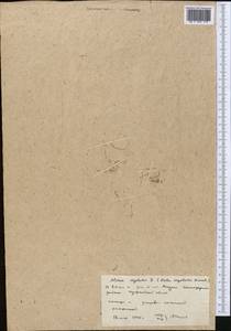 Spergularia segetalis (L.) G. Don fil., Middle Asia, Northern & Central Kazakhstan (M10) (Kazakhstan)