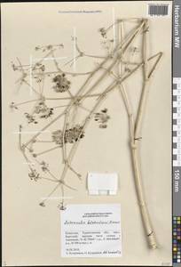 Autumnalia botschantzevii Pimenov, Middle Asia, Western Tian Shan & Karatau (M3) (Kazakhstan)