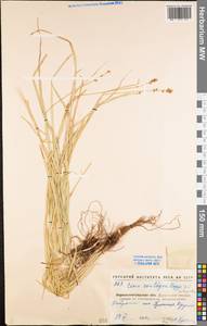 Carex spicata subsp. spicata, Eastern Europe, North Ukrainian region (E11) (Ukraine)