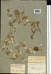 Clematis orientalis L., Middle Asia, Caspian Ustyurt & Northern Aralia (M8) (Kazakhstan)