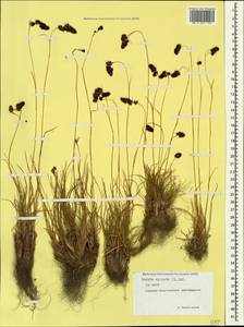 Luzula spicata (L.) DC., Caucasus, North Ossetia, Ingushetia & Chechnya (K1c) (Russia)