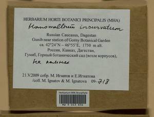 Homomallium incurvatum (Schrad. ex Brid.) Loeske, Bryophytes, Bryophytes - North Caucasus & Ciscaucasia (B12) (Russia)