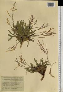 Borodinia macrophylla (Turcz.) O. E. Schulz, Siberia, Russian Far East (S6) (Russia)