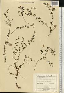 Vaccinium oxycoccos L., Eastern Europe, West Ukrainian region (E13) (Ukraine)