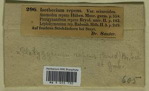 Platygyrium repens (Brid.) Schimp., Bryophytes, Bryophytes - Western Europe (BEu) (Austria)