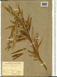 Artemisia selengensis Turcz. ex Besser, Siberia, Baikal & Transbaikal region (S4) (Russia)