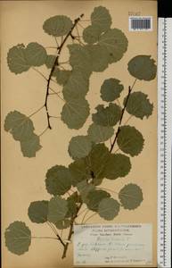 Populus tremula L., Eastern Europe, Central forest-and-steppe region (E6) (Russia)