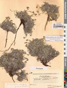 Eritrichium ochotense Yurtseva & Khokhr., Siberia, Chukotka & Kamchatka (S7) (Russia)