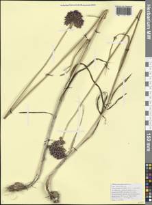 Allium atroviolaceum Boiss., Caucasus, Black Sea Shore (from Novorossiysk to Adler) (K3) (Russia)