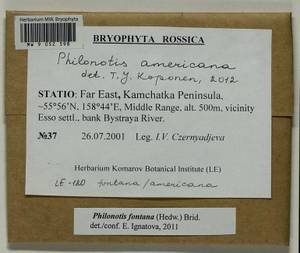 Philonotis americana Dism., Bryophytes, Bryophytes - Chukotka & Kamchatka (B21) (Russia)