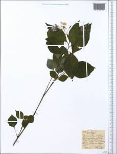 Impatiens, Africa (AFR) (Ethiopia)