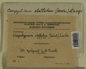 Campylium stellatum (Hedw.) Lange & C.E.O. Jensen, Bryophytes, Bryophytes - Moscow City & Moscow Oblast (B6a) (Russia)