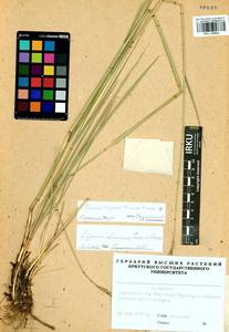 Elymus dahuricus Griseb., Siberia, Baikal & Transbaikal region (S4) (Russia)