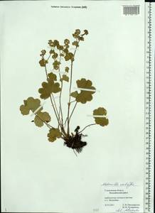 Alchemilla exilis Juz., Eastern Europe, Middle Volga region (E8) (Russia)